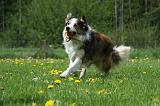 BORDER COLLIE 953